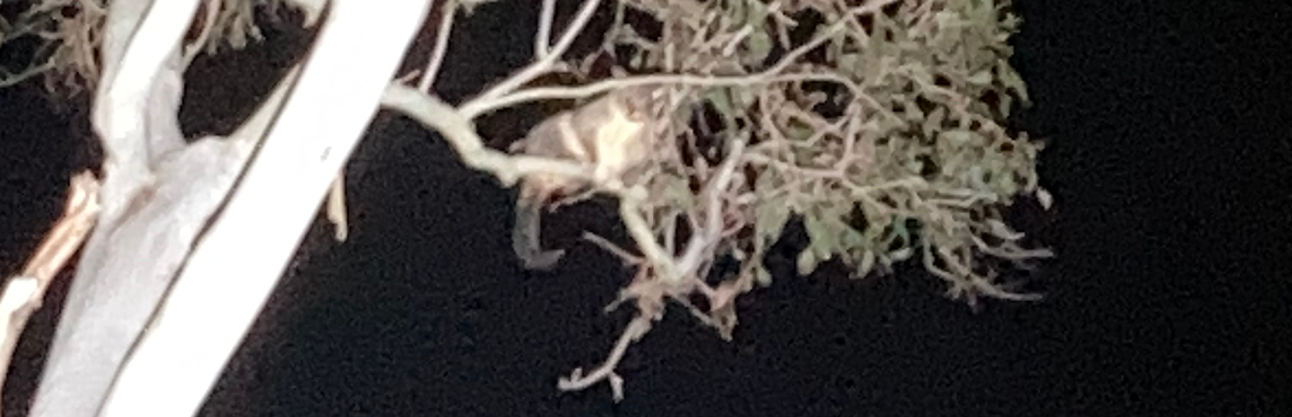A reserve at night. A possum is in a tree.